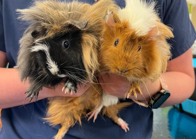 Stonebridge Veterinary Hospital Rockwall Veterinary Hospital